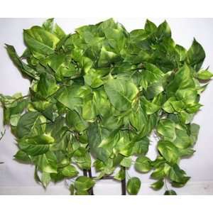  24 Deluxe Pothos Ledge Shelf Plant