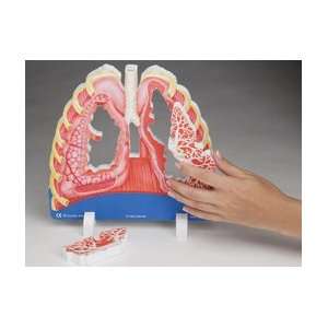  HUMAN BODY MODELS LUNG Toys & Games