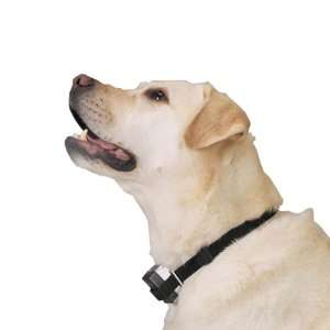  Intellipet Citronella Anti Bark Dog Collar: Pet Supplies