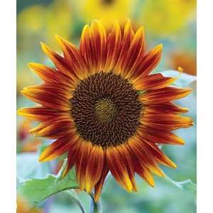 Sunflower, Little Becka Hybrid 1 Pkt. (30 Seeds) Patio 