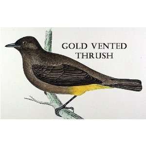 Birds Gold Vented Thrush Sheet of 21 Personalised Glossy Stickers or 