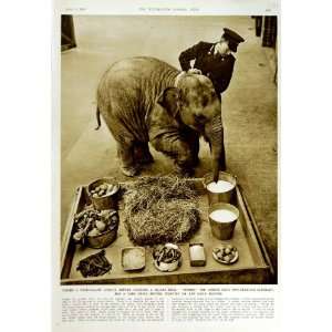    1950 DUMBO LONDON ZOO ELEPHANT DRINKING FOOD ANIMAL