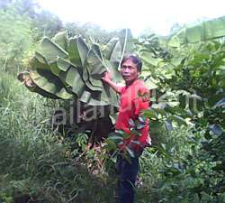 Bulb DWARF CAVENDISH Musa Banana Plant + Phyto Cert #  