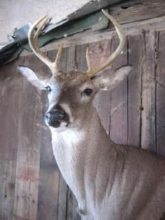 Geourgeous WHITETAIL DEER MOUNT rack ADD YOUR OWN ANTLERS elk sheds 