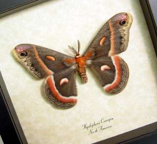 Real Framed Hyalophora Cecropia Male Silk Moth 1028m  