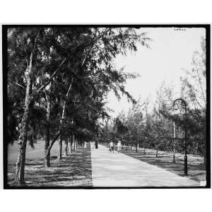 : Palm Beach,Fla.,bicycles,wheelchair path between Poinciana,Breakers 