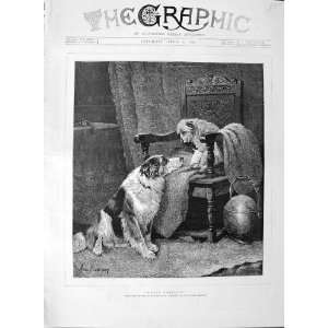  : 1889 Arthur Batt Fine Art Injured Puppy Dog Animals: Home & Kitchen