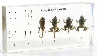 Frog    Development of American Bullfrog Specimen  