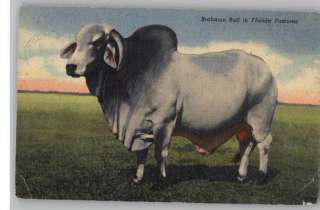 Linen Postcard..Brahman Bull in Florida Pasture..FL  