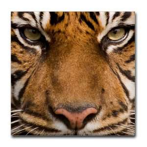  Tile Coaster (Set 4) Sumatran Tiger Face: Everything Else