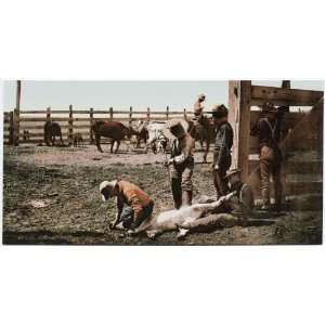  Reprint Colorado. Branding Calves 1904