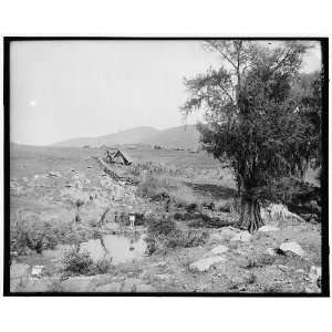 Cypresses at Canoas 