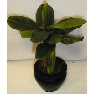  12 Desktop Banana Plant: Home & Kitchen