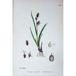   Sowerby Plants C1902 Russet Sedge Carex Pulla Genuina: Home & Kitchen
