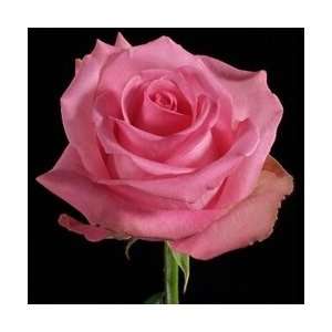  Pavarotti Medium Pink Rose 20 Long   100 Stems: Arts 