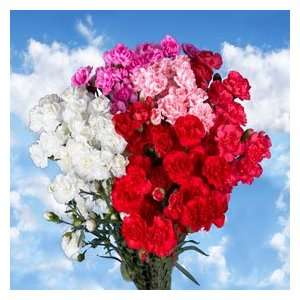 Mothers Day Spray Carnations 160  Grocery & Gourmet Food