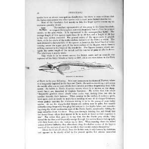   NATURAL HISTORY 1894 95 SKELETON FIN WHALE CETACEANS