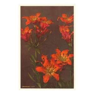  Orange Tiger Lilies Floral & Botanical Premium Poster 
