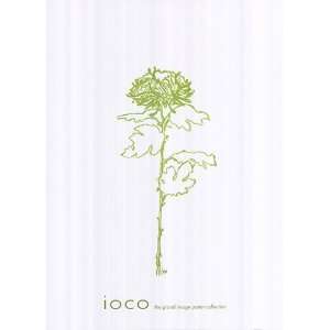  Chrysanthemum II Finest LAMINATED Print Filippo Ioco 20x28 