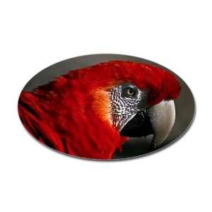  Sticker (Oval) Scarlet Macaw   Bird 