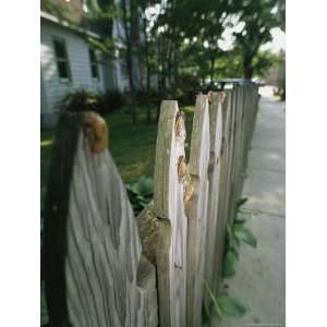 Adult Brood X, 17 Year Cicadas and Exoskeletons on a Wooden Fence 