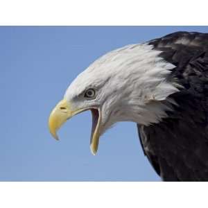  Bald Eagle Vocalizing, Boulder County, Colorado, USA 