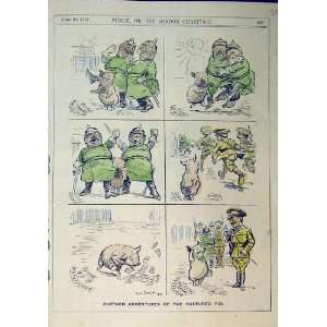   Adventures Cultured Pig Army War Soldier 1915 Animal