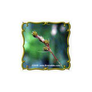  1 Lb Fox Sedge (Carex stipata) Bulk Seeds: Patio, Lawn 