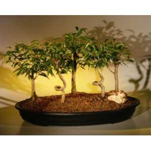   Forest Group ficus orientalis  Grocery & Gourmet Food