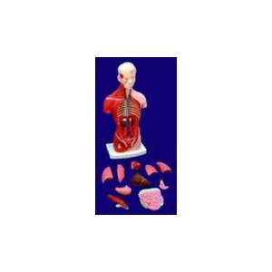  Pacific Science Human Torso w/Organs Anatomy Model Kit (10 