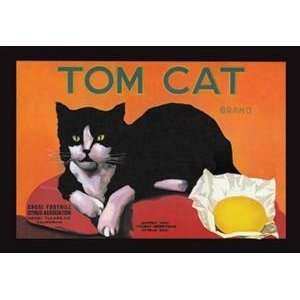   Walls 360 Wall Poster/Decal   Tom Cat Brand