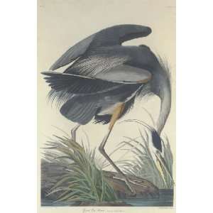   Oil Reproduction   Robert Havell   24 x 36 inches   Great blue Heron