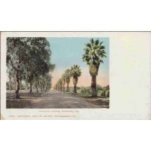  Reprint Riverside CA   Magnolia Avenue 1890 1899