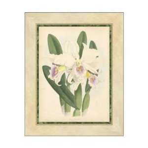  Walter Fitch   Orchid II GICLEE Canvas: Home & Kitchen