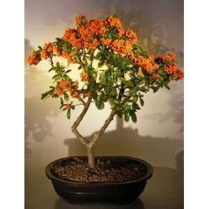   Bonsai Tree pyracantha mohave  Grocery & Gourmet Food