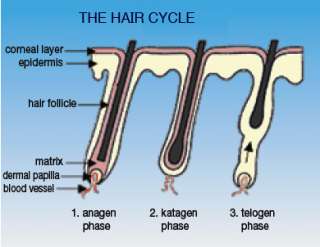   hair follicle does not enter the anagen phase and no longer forms hair