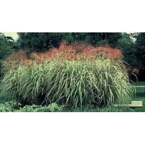   Japanese Silver Grass Five Gallon Plant Patio, Lawn & Garden