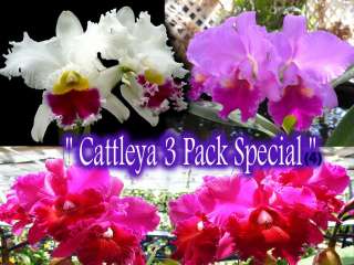   pack Special #4  Great Deal  Limited time offer  