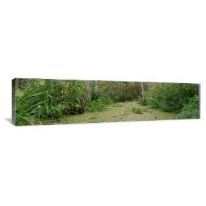 Louisiana Swamp   Gallery Wrapped Canvas   Museum Quality  Size 5ft 