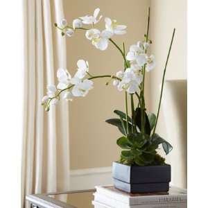  JohnRichard Collection White Orchid in Black Planter 