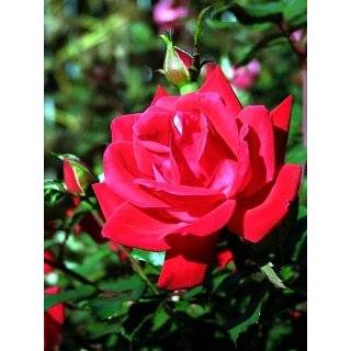 Double Red Knock Out Rose Bush   Everblooming / Easy