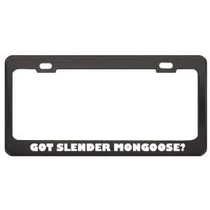 Got Slender Mongoose? Animals Pets Black Metal License Plate Frame 