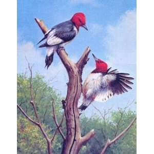  Owen Gromme   Red Headed Woodpecker