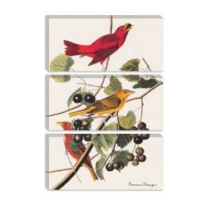  Summer Tanager by John James Audubon Canvas Painting 