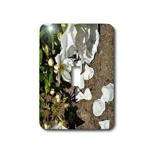 Patricia Sanders Flowers   white rose petals   Light Switch Covers 