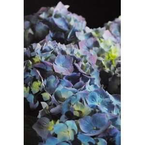    Blue and Purple Hydrangea Group Flower Photograph