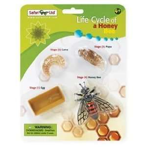 Life Cycle of a Honey Bee Toys & Games