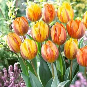    Triumph Tulip Bulbs Dutch Princess Mix Patio, Lawn & Garden