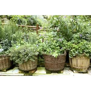  Chefs Choice Herb Garden: Patio, Lawn & Garden