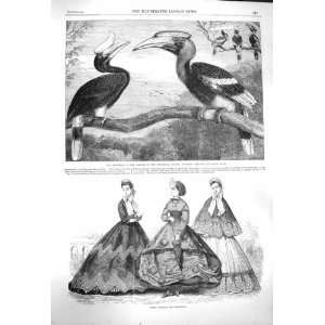  1864 Paris Fashion Hornbills Zoological Regents Park